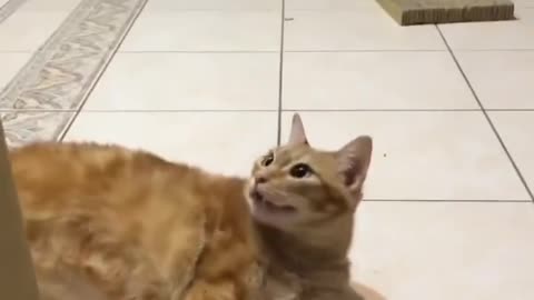 Funny and Cute Cats Videos #14