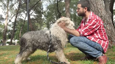 Man in a park strokes his dog down