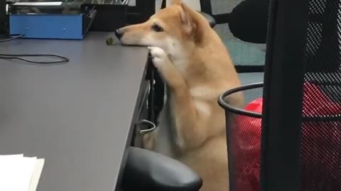 Shiba Inu can't quite reach treat on desk