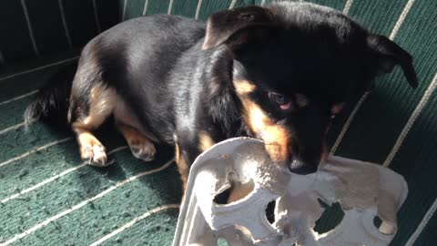 Cute Puppy VS Drink Tray