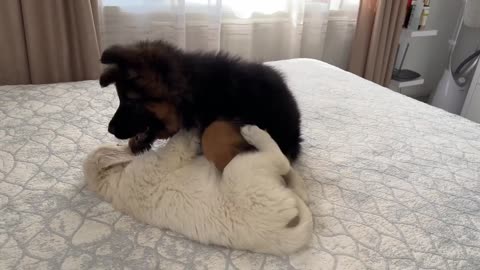 German Shepherd Puppy and Golden Retriever Puppy Playing for the First Time!