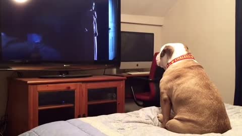 Bulldog gets SCARED while watching Horror Movie