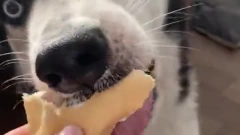 husky crazy about ice cream