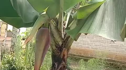 Ambon banana tree midget