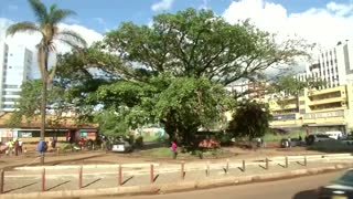 Kenya's president saves fig tree from Chinese-funded highway