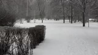 Jack Russell walks in the snow in winter