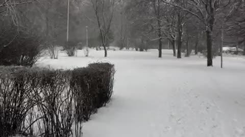 Jack Russell walks in the snow in winter