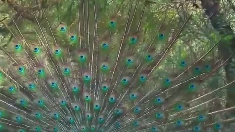 Desert peacock dancing