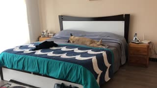 Dog Basks in Bed When Moms Gone