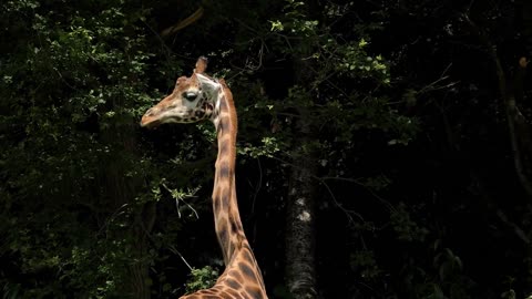 Giraffe standing near forest trees