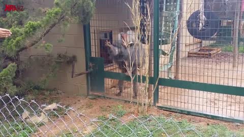 Funny Ghetto Baboon Throws Poop at Visitors