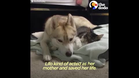 adorable tripod cat raised by husky mum!