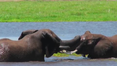 juvenile elephants play and tussle in a watering hole in africa