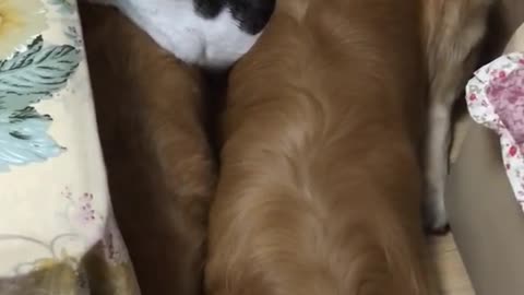 the two dogs and one cat sleep together