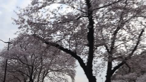 Cherry Blossom 2