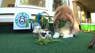 Need a fresh drink ? How about a Mint tea latte from STARBUNS