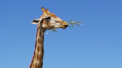 The giraffe chews the grass. Curious giraffe on the background sky