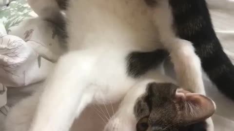 Goofy Cat Appears To Be Broken