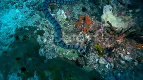 A Banded sea snake.