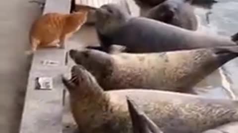 Seal fish wants to impress the cat