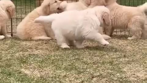 Baby dog Lovers funny video https://www.digistore24.com/redir/391111/Monuyadav2804/