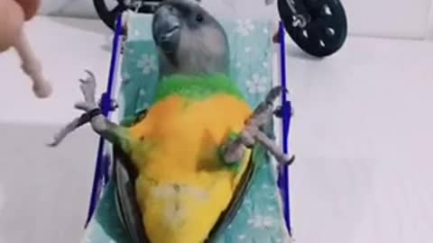 This parrot is really enjoying his life