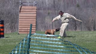 Dog Being Trained