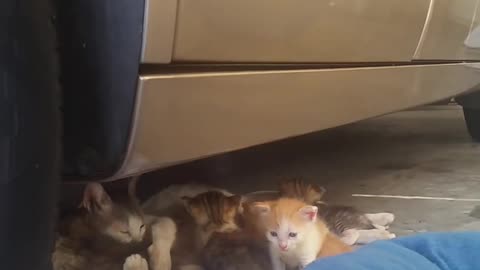 Feral Momma Cat Feeding and Cleaning Kittens