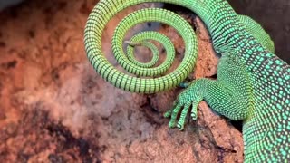 Spiral lizard tail