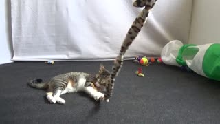 A Small Cat Plays With Snake Toy