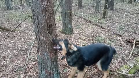 The dog fancied himself a beaver. funny