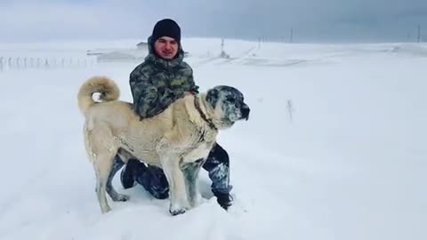 Sivas Kangal Dog