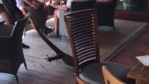 Waitress Drags Out Unwanted Guest at Restaurant