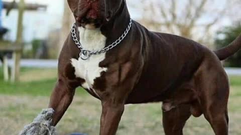 Pitbull Dog | Bull Dog Vedio 🔥 || Dog Sword || PitBull