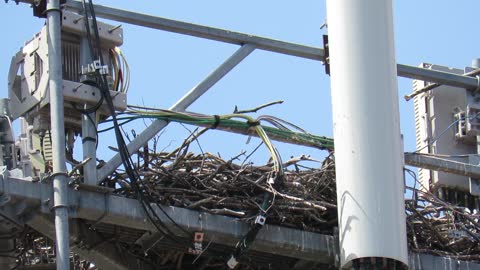 Eagle Makes Nest Atop Cell Phone Tower