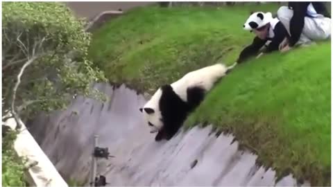 Funny Panda 🐼 🤣😂 animal
