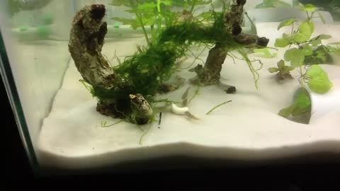 Guppies eating