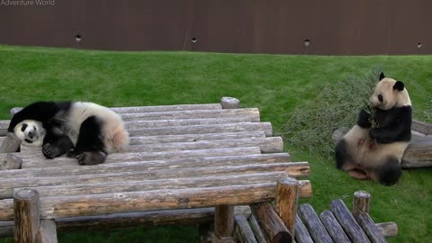 Baby panda taking a nap