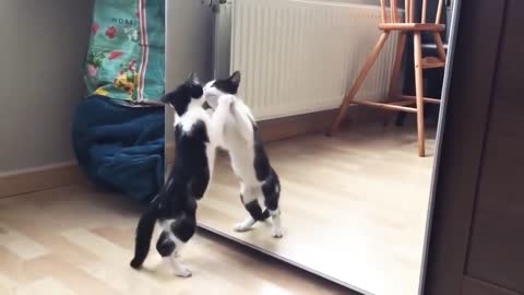 Funny Cat And mirror Video |Funny video|