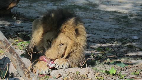 The Lion Eating His Food