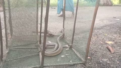 Amazing- Snake