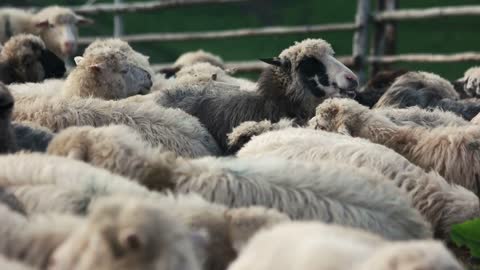 Herd of sheeps grazing on pasture close up. Domestic animals outdoors