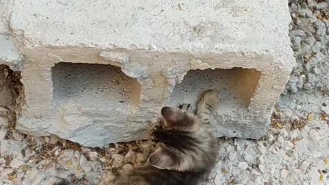 Two Kittens Playing Near A Hollow Block