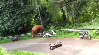 Wild Elephant Runs Over a Moped