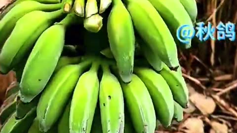 In the dense jungle, a worker expertly cut through banana stalks