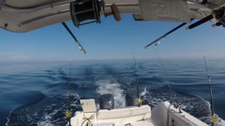 Clear sailing fish day