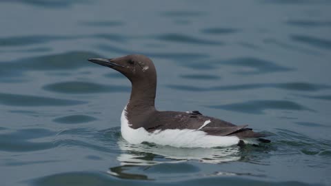 The Guillemot: Close Up HD Footage (Uria aalge)