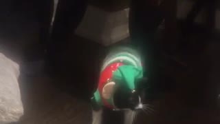 Black cat in elf costume lays down when stood up