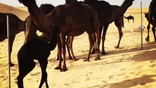 Black Camels Makes Strange Sounds In Hot Days