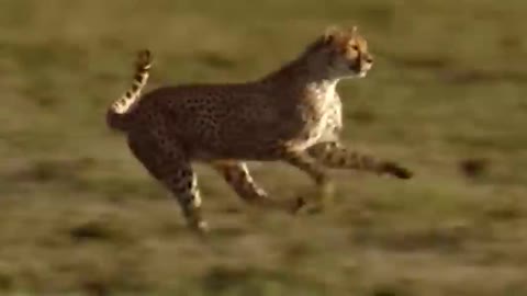 WORLD’S FASTEST ANIMALS FAIL! Grant’s Gazzele Take Down Cheetah With Horns, Lion Hunt Imapala Fail